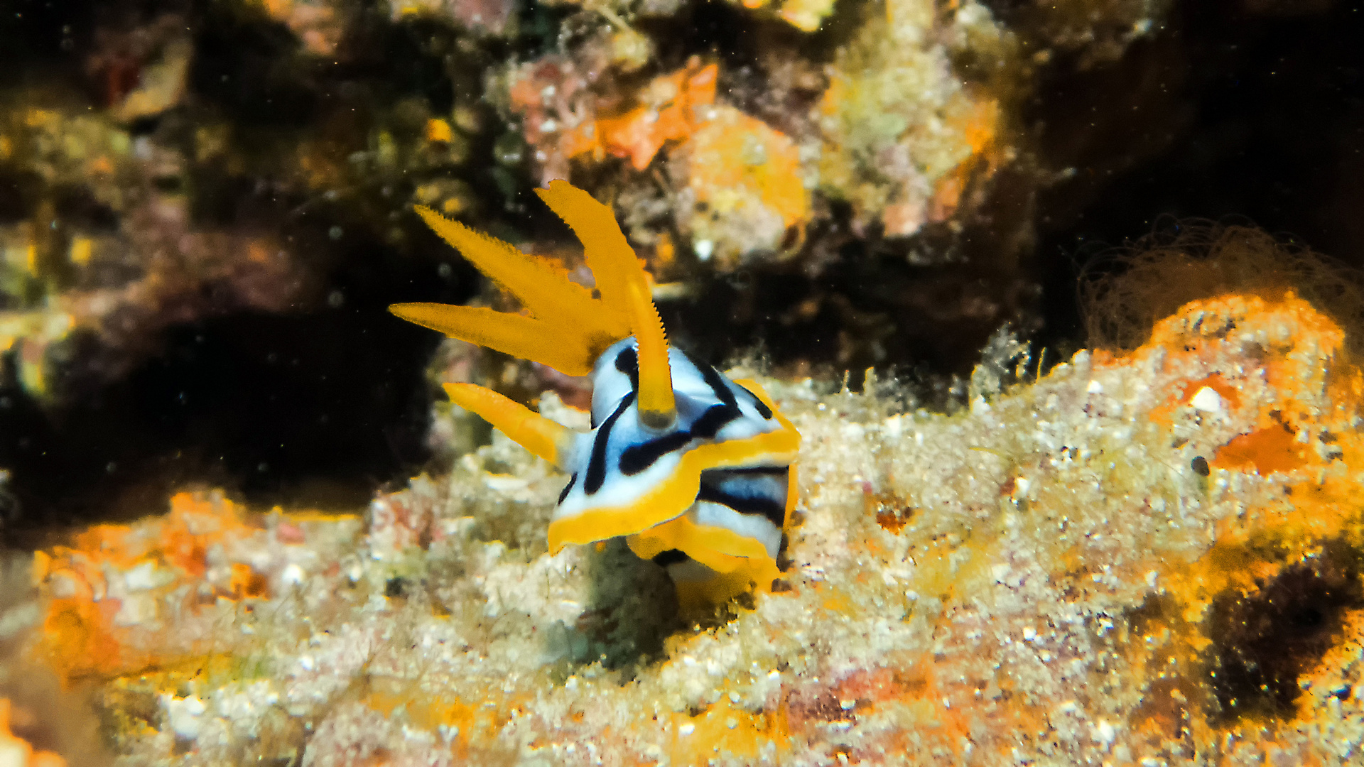 Chromodoris quadricolor