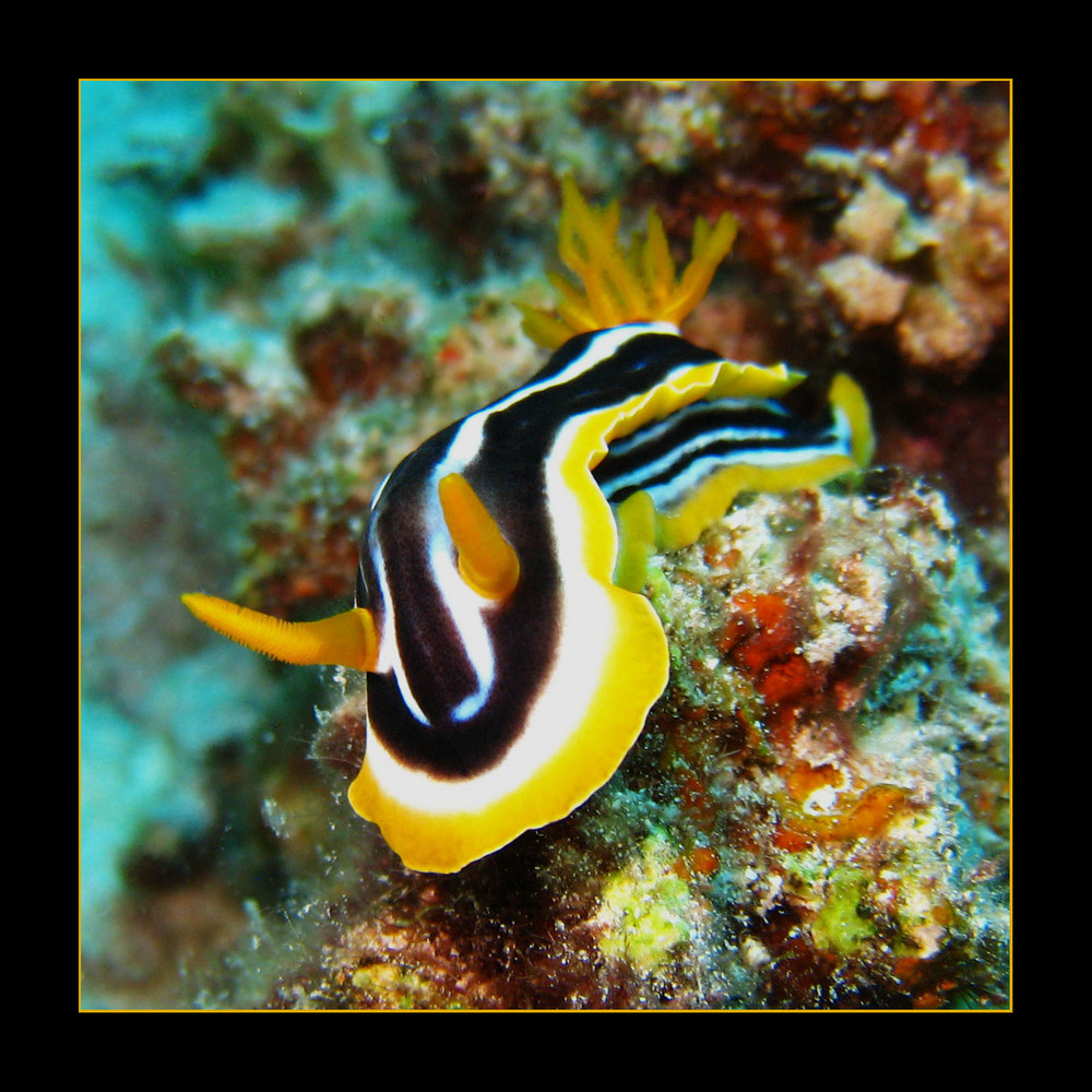 Chromodoris quadricolor