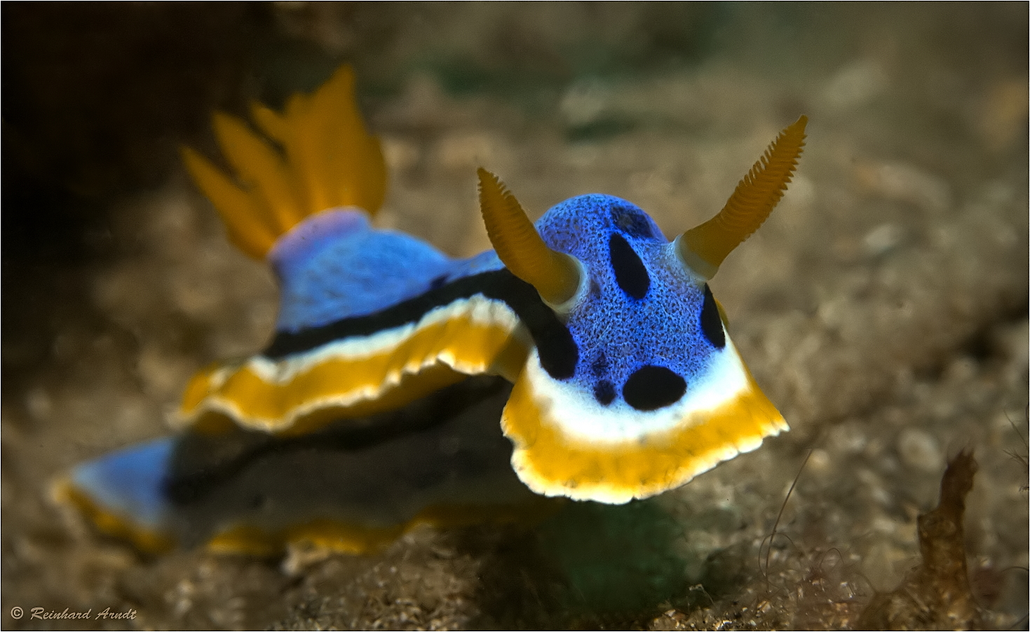 Chromodoris Quadricolor