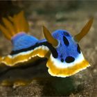 Chromodoris Quadricolor