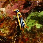 Chromodoris Quadricolor