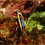 Chromodoris Quadricolor