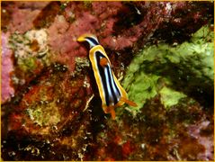 Chromodoris Quadricolor