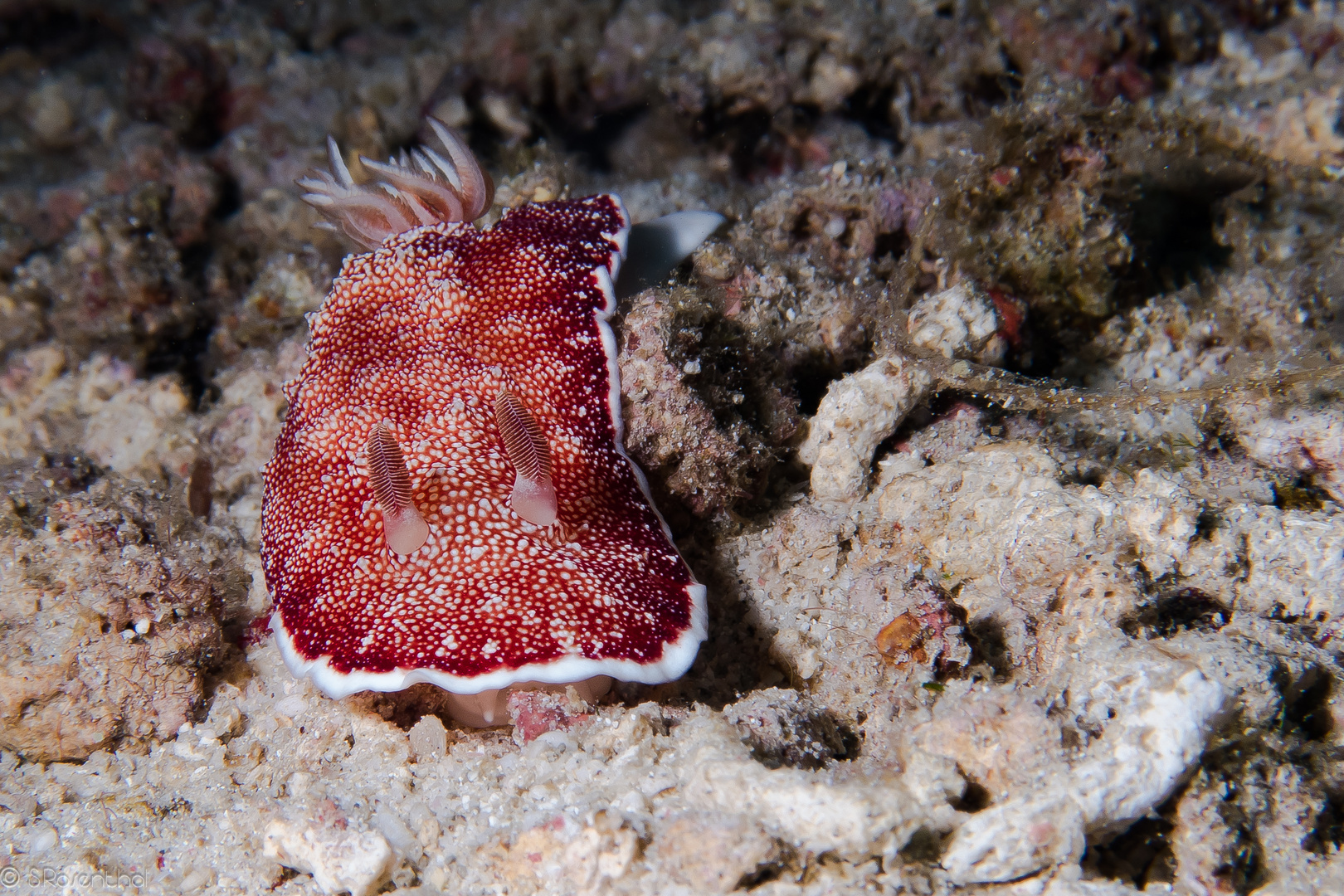 Chromodoris reticulata 