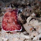 Chromodoris reticulata 