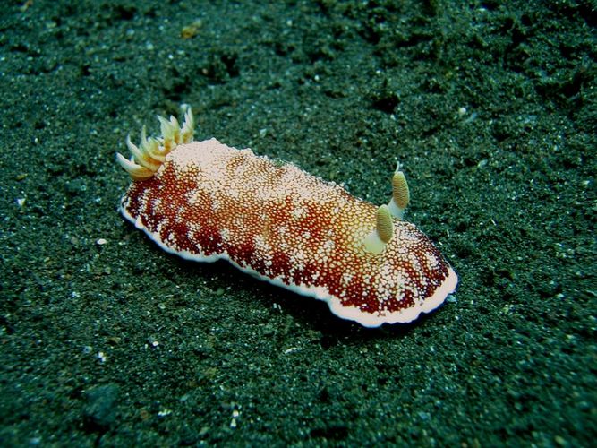 Chromodoris tinctoria