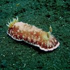 Chromodoris tinctoria