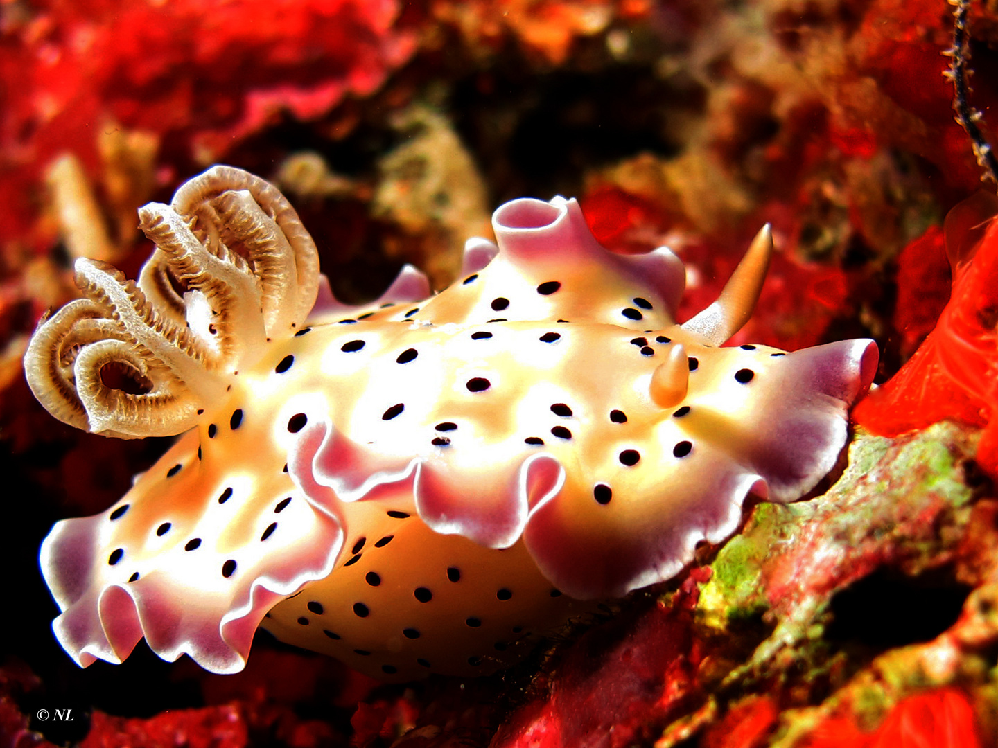 Chromodoris tritos