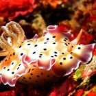 Chromodoris tritos