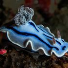 Chromodoris willani 