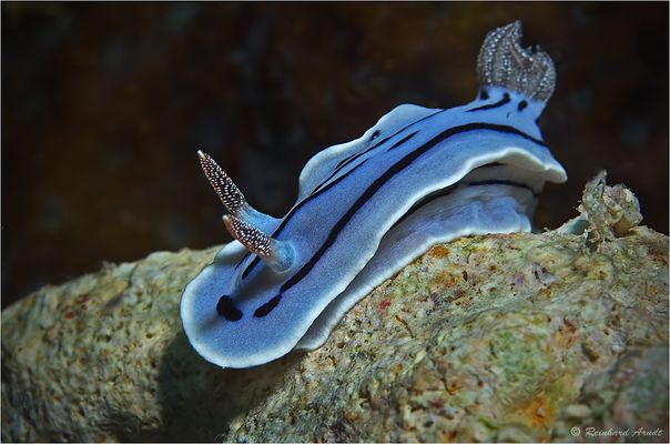 Chromodoris willani