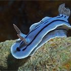 Chromodoris willani