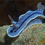 Chromodoris willani