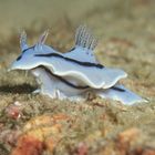 Chromodoris willani