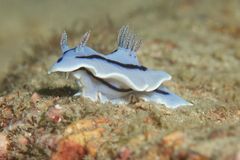 Chromodoris willani