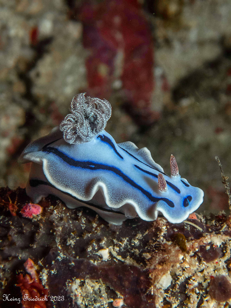 Chromodoris willani