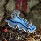 Chromodoris willani