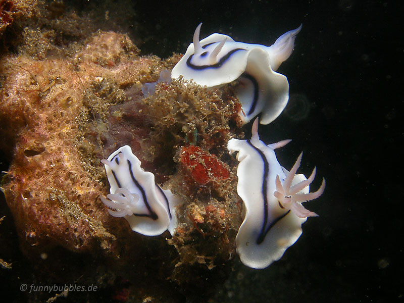 Chromodoris willani