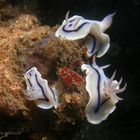 Chromodoris willani