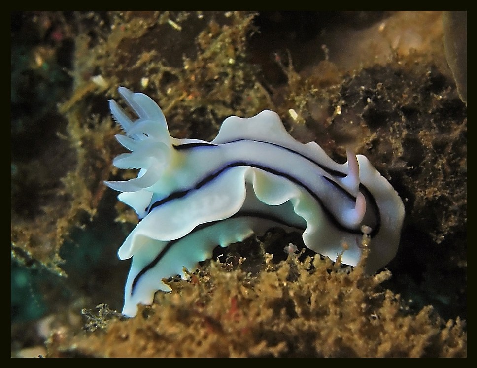 Chromodoris Willani, Sulawesi Mai 2006