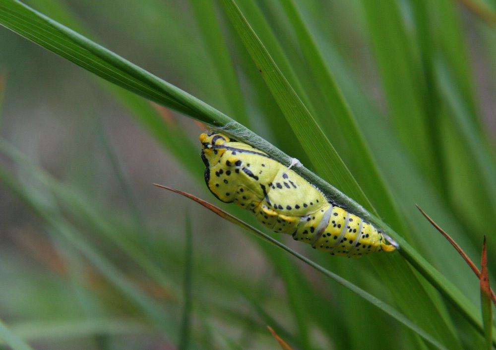 Chrysalide du gazé de lguyon 