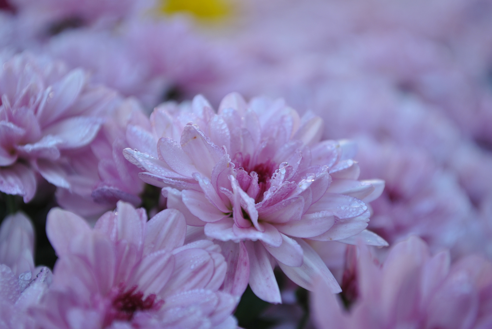 Chrysant