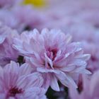 Chrysant