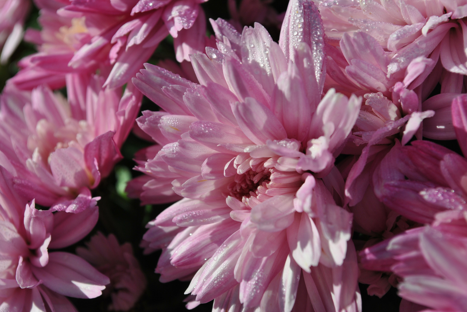 Chrysant in der Sonne