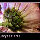 Chrysanteme
