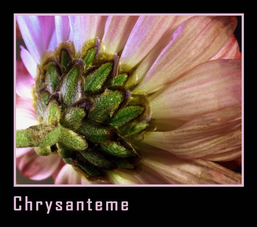 Chrysanteme