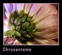 Chrysanteme