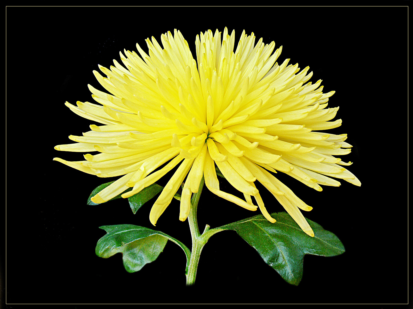 chrysanteme