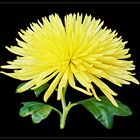 chrysanteme