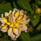 Chrysanteme 