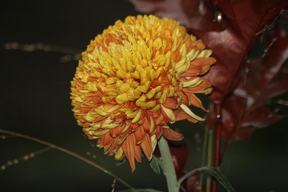 Chrysanteme
