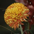 Chrysanteme