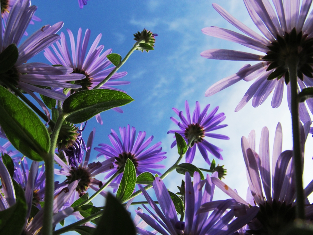 Chrysanthem " dem Himmel so nah "