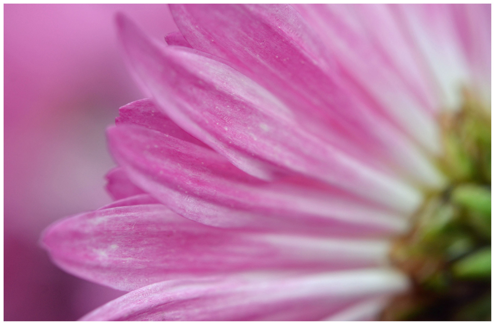 Chrysanthema 2012 in Lahr - Nr. 2