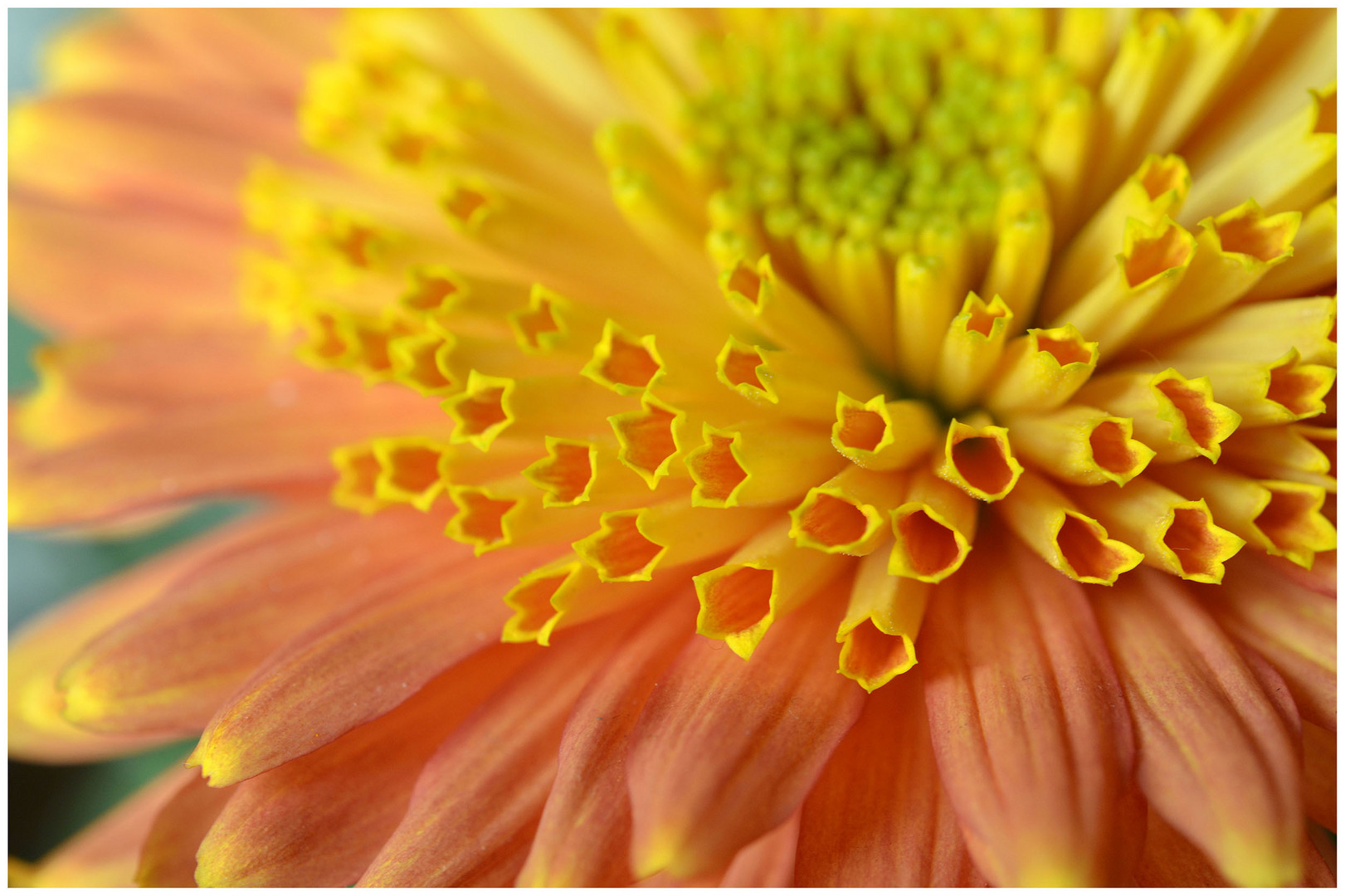 Chrysanthema 2012 in Lahr - Nr. 3