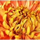 Chrysanthema 2012 in Lahr - Nr. 4