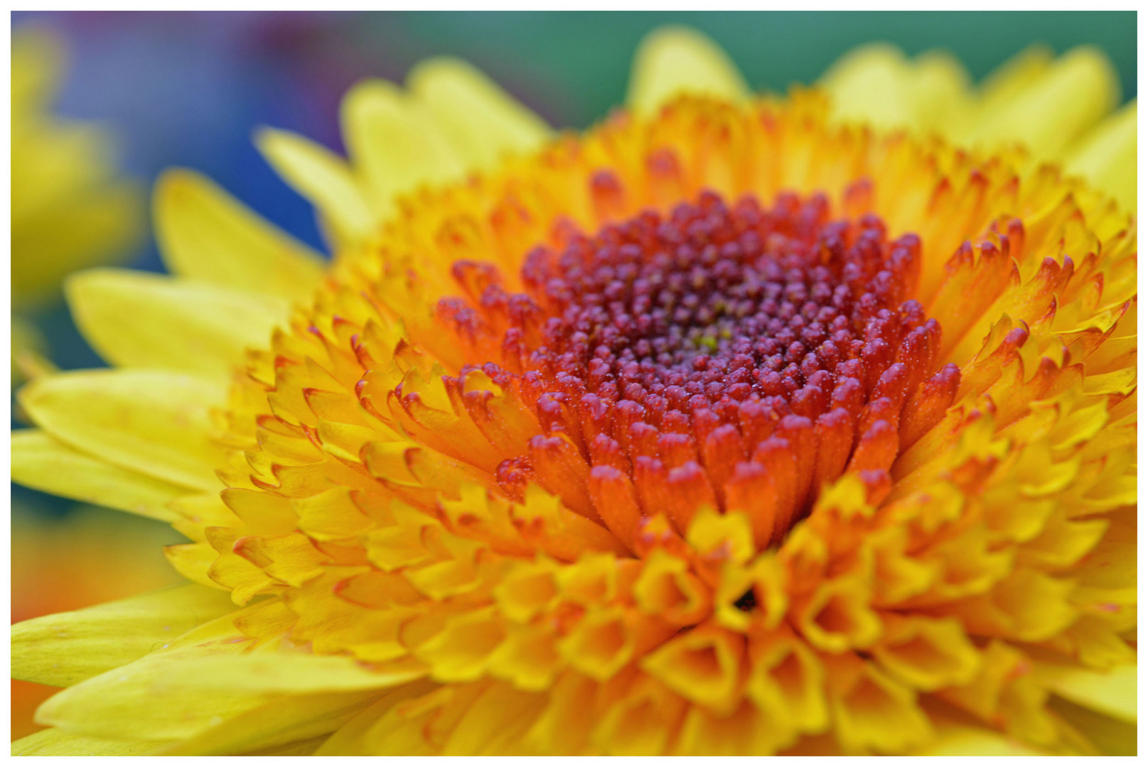 Chrysanthema 2012 in Lahr - Nr. 7