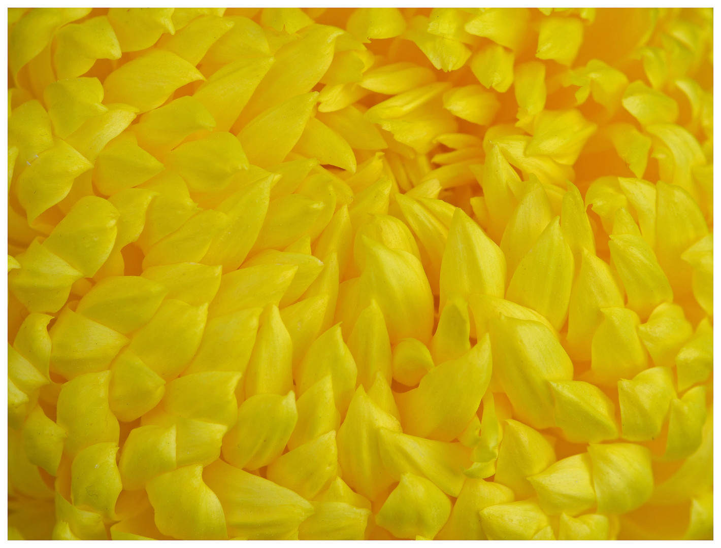 Chrysanthema 2012 in Lahr - Nr. 8