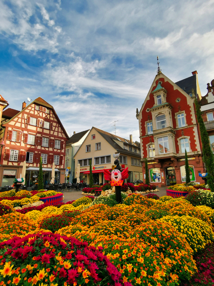 Chrysanthema in Lahr 