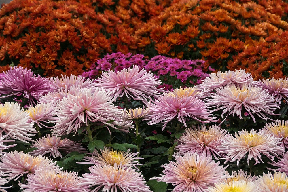 Chrysanthema Lahr 01