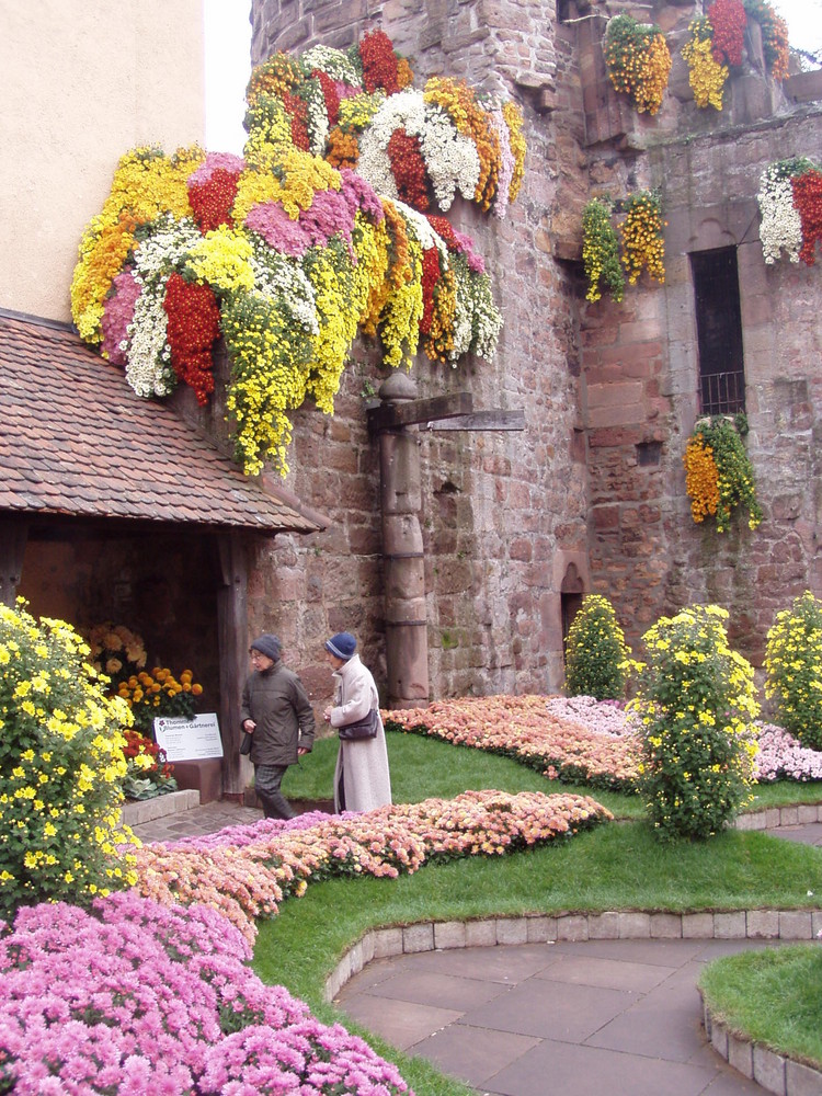 Chrysanthema Lahr