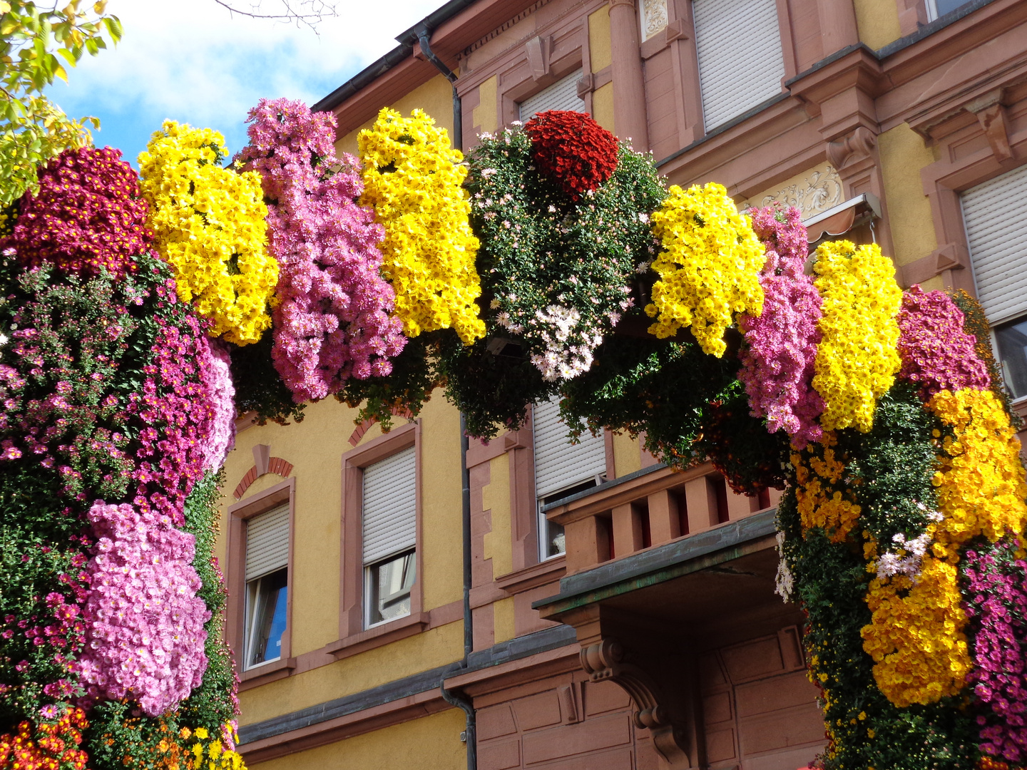 Chrysanthema Lahr