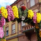 Chrysanthema Lahr