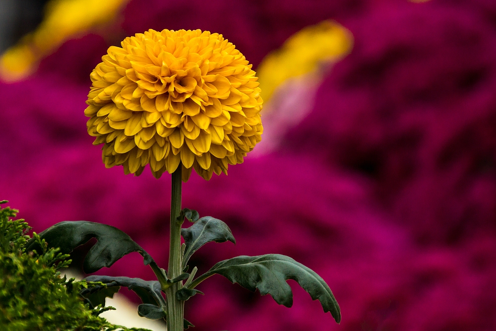 Chrysanthema Lahr