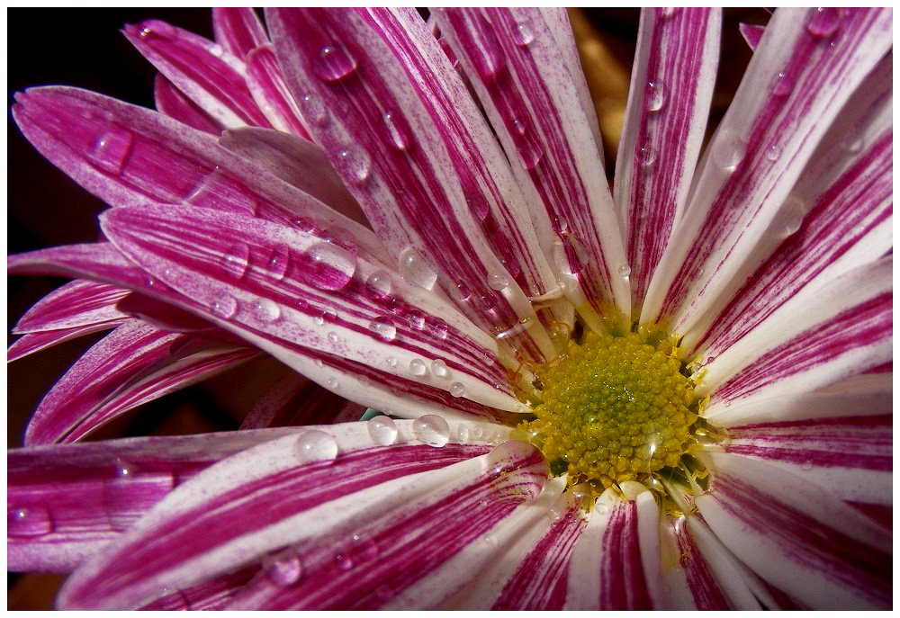 Chrysanthemchen mit Tränen, ...