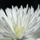 Chrysantheme 1